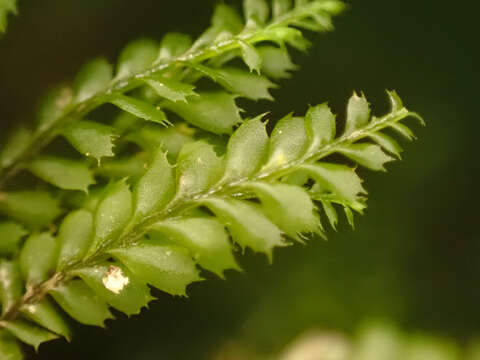 Image of Plagiochila gracilis Lindenb. & Gottsche