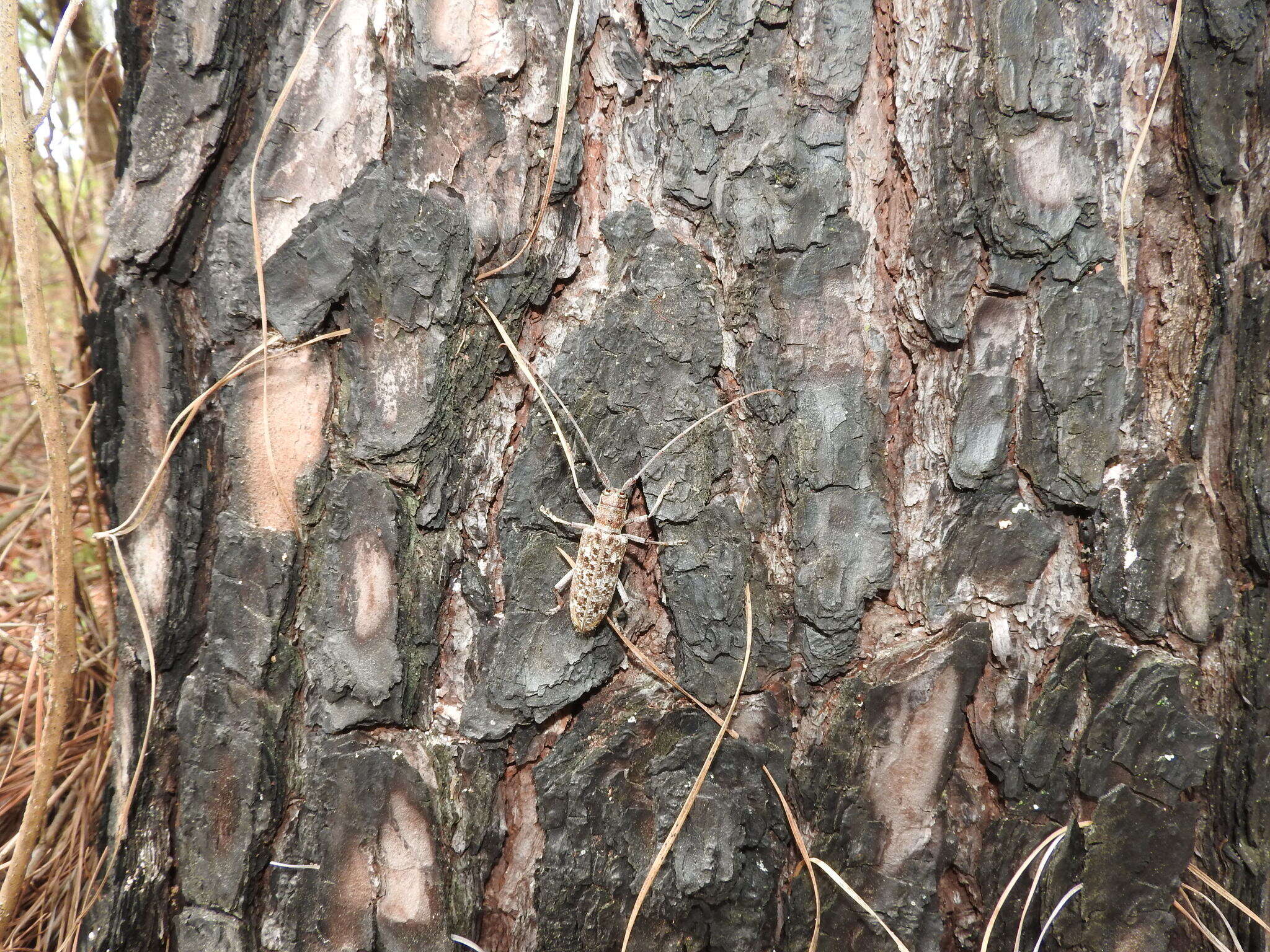 Image of Southern Pine Sawyer