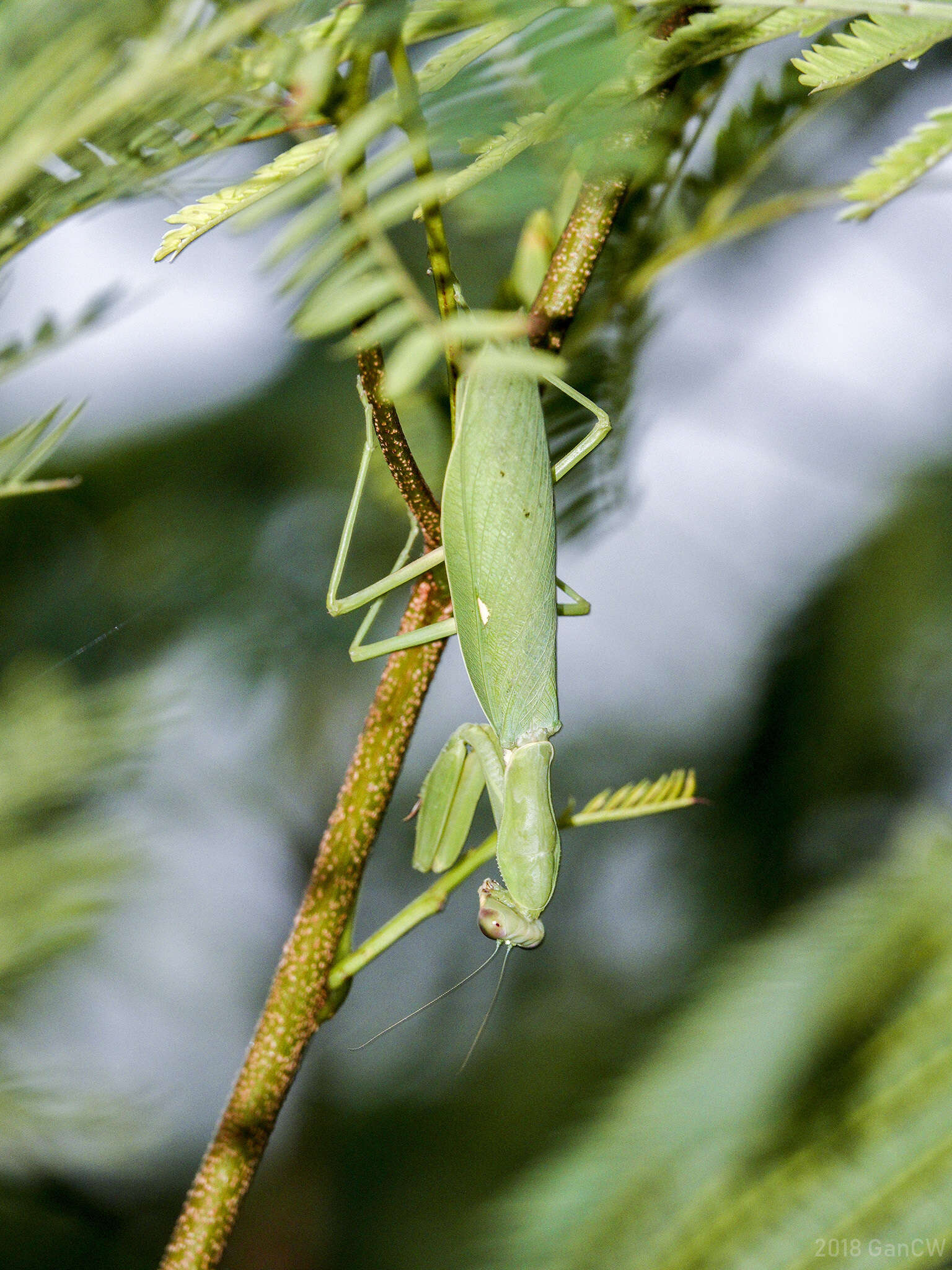 Image of Giant Asian Mantis