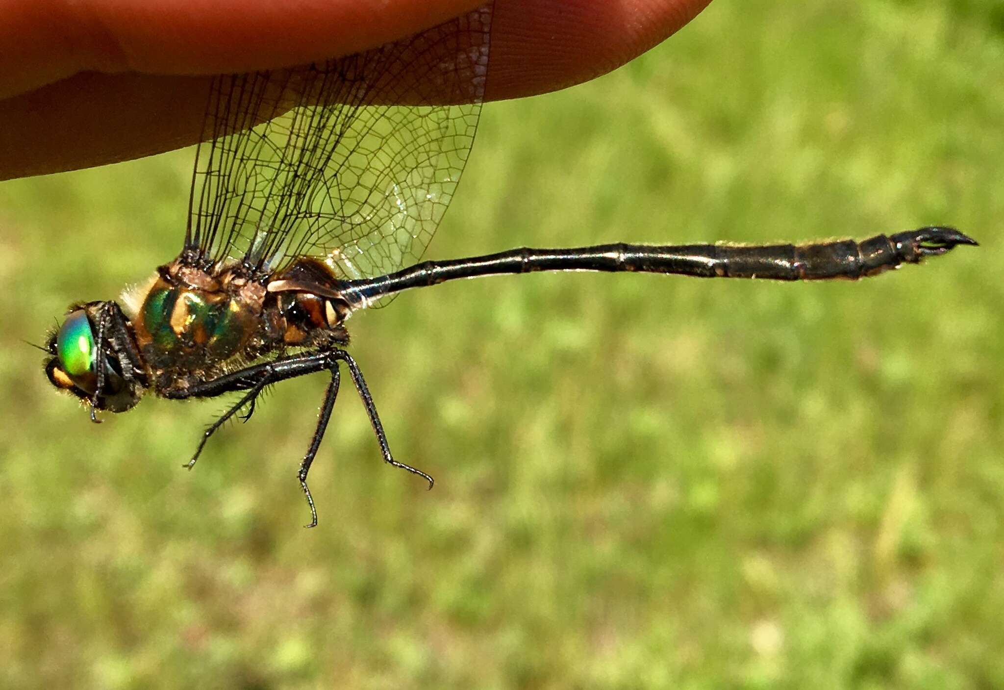 Image of Delicate Emerald