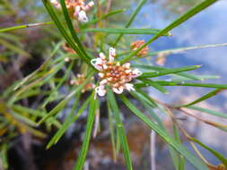 Imagem de Grevillea neurophylla Gand.