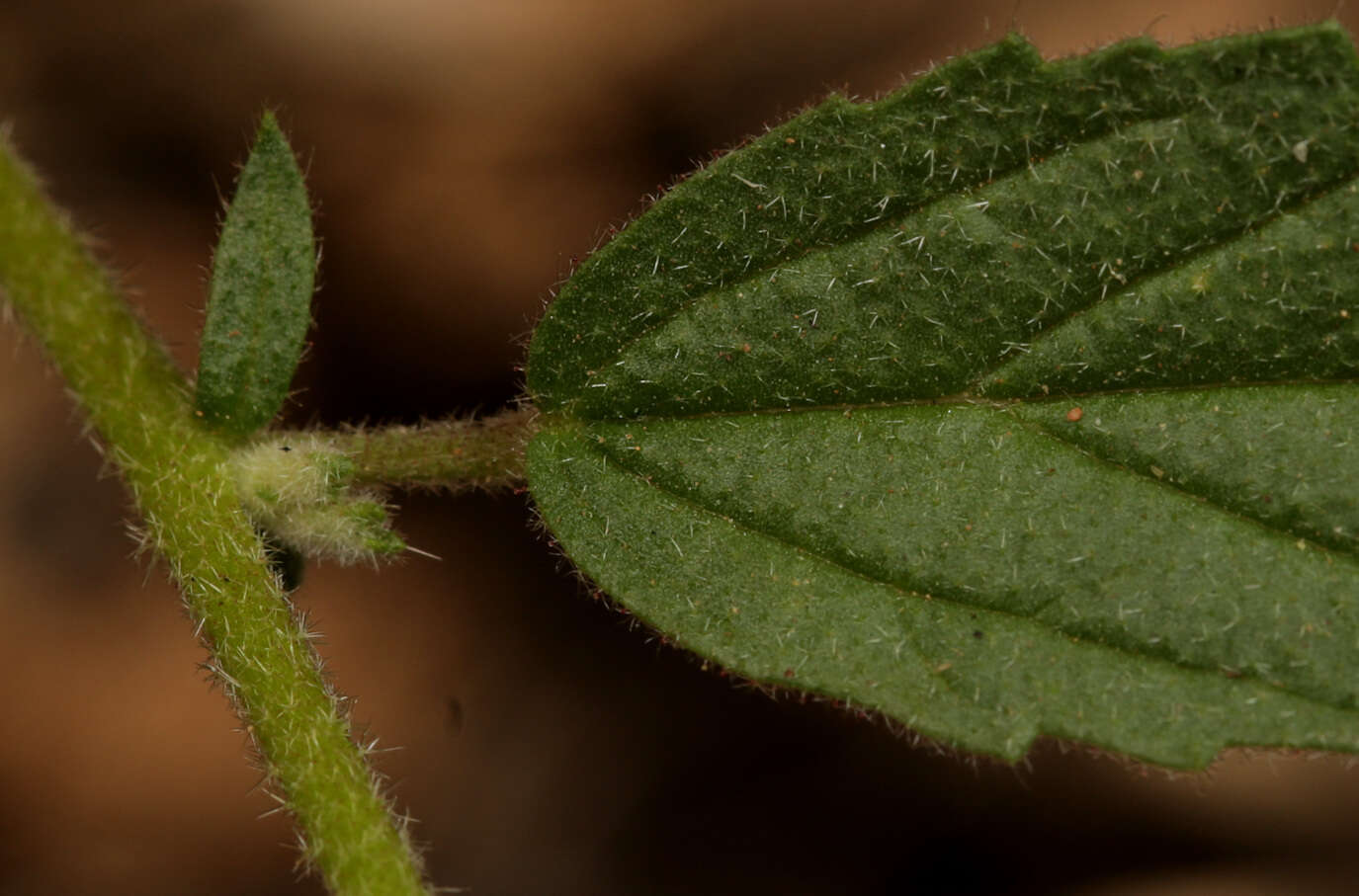 Image of Hermannia boraginiflora Hook.