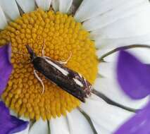 Image of Crambus heringiellus Herrich-Schäffer 1949