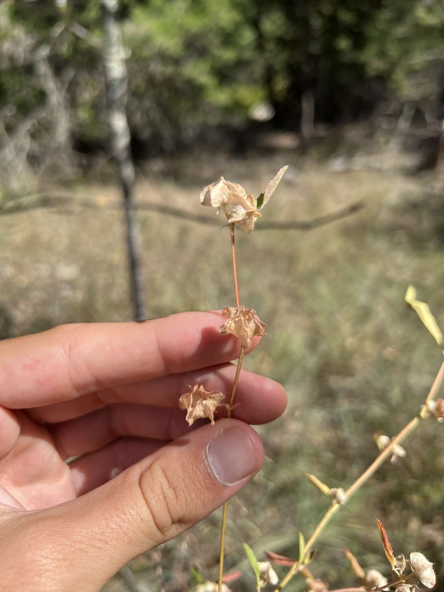 Слика од Malvastrum hispidum (Pursh) Hochr.