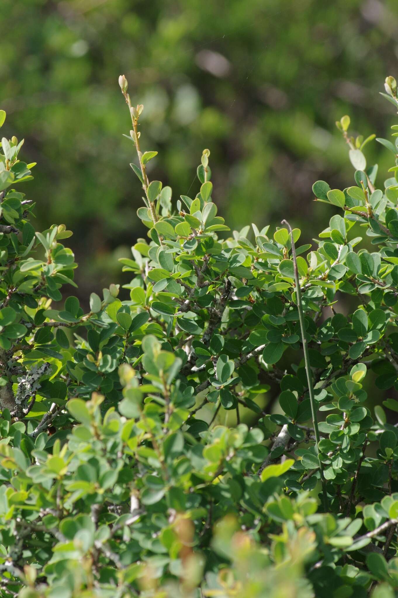 Image of Flueggea verrucosa (Thunb.) G. L. Webster