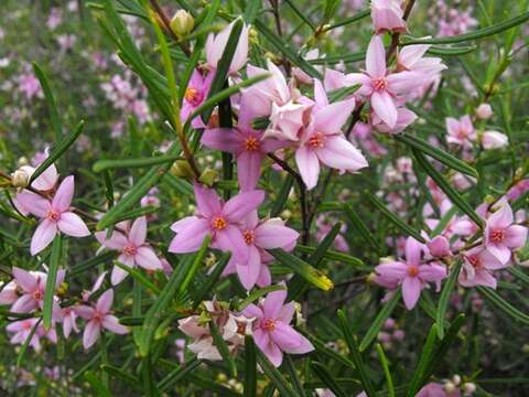 Image of Boronia splendida M. F. Duretto