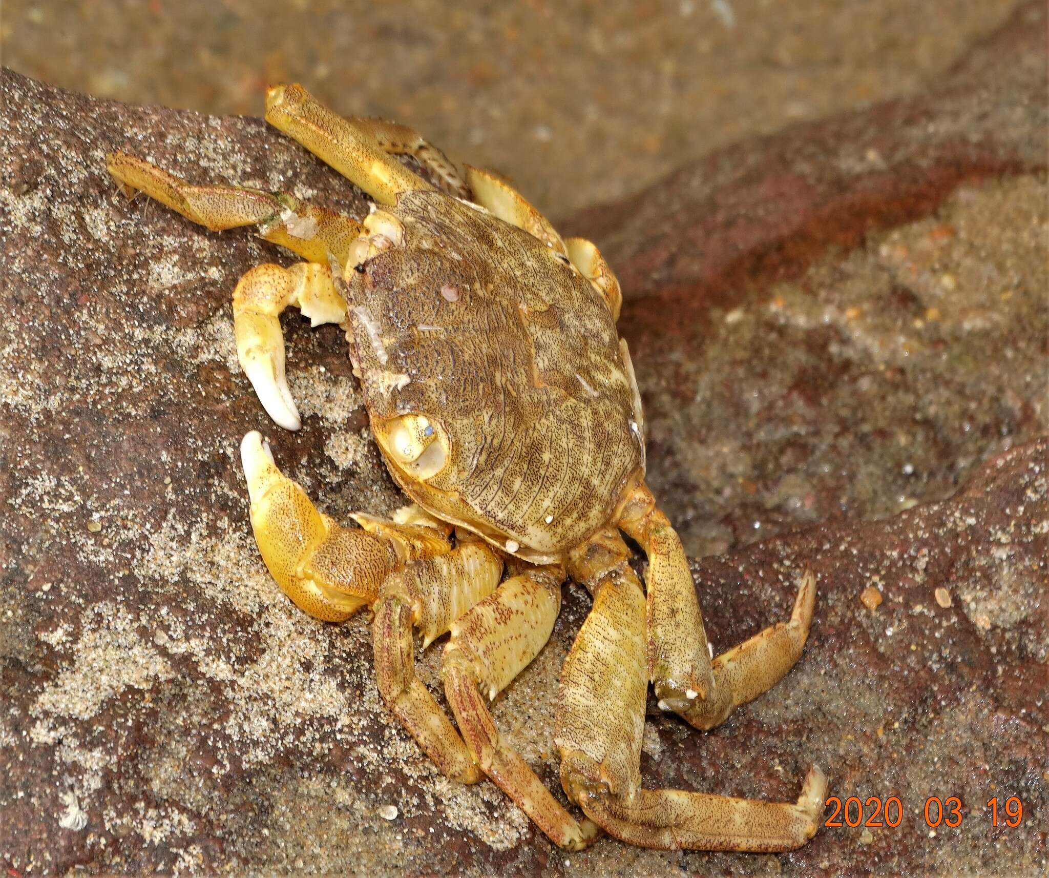 Image de Grapsus fourmanoiri Crosnier 1965