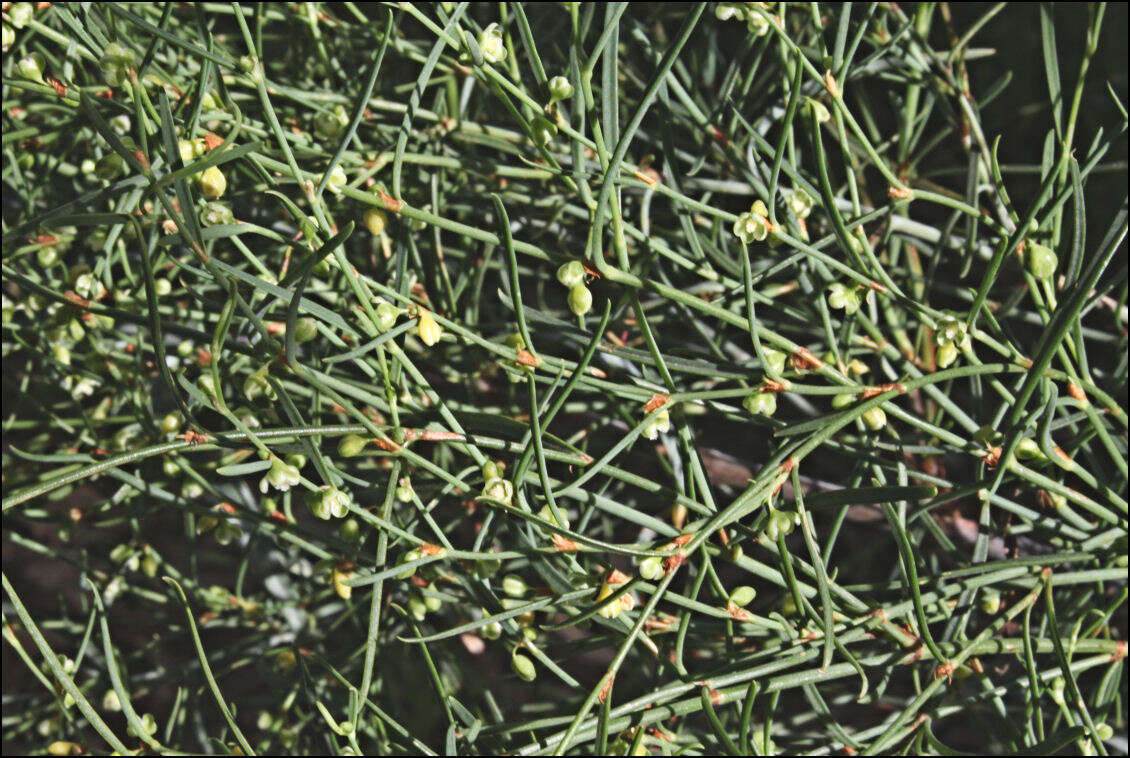 Image of Muehlenbeckia diclina (F. Müll.) F. Mueller.