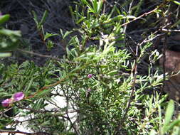 Image of Indigofera denudata Thunb.