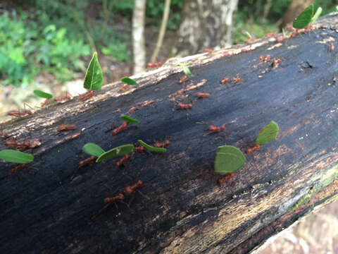 Image of Leaf-cutter ant