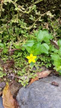 Image of Lysimachia azorica Hornem. ex Hook.