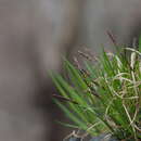 Image of Carex gifuensis Franch.