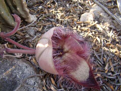 صورة <i>Stapelia <i>hirsuta</i></i> var. hirsuta