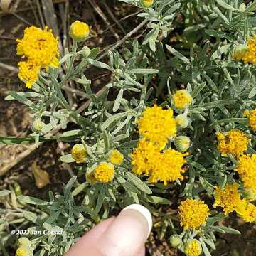 Plancia ëd Picradeniopsis oppositifolia (Nutt.) Rydb.