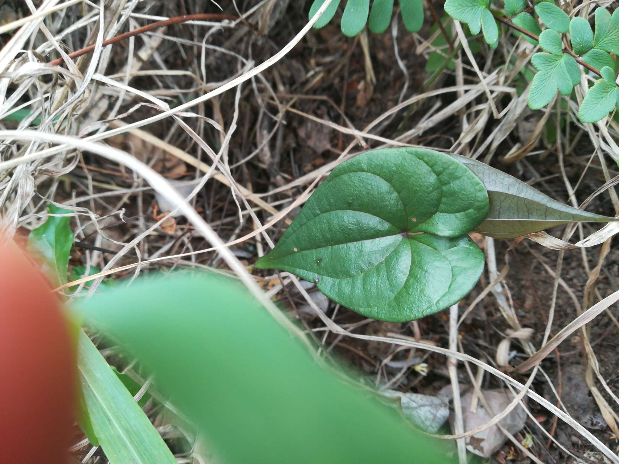 Dioscorea cotinifolia Kunth的圖片