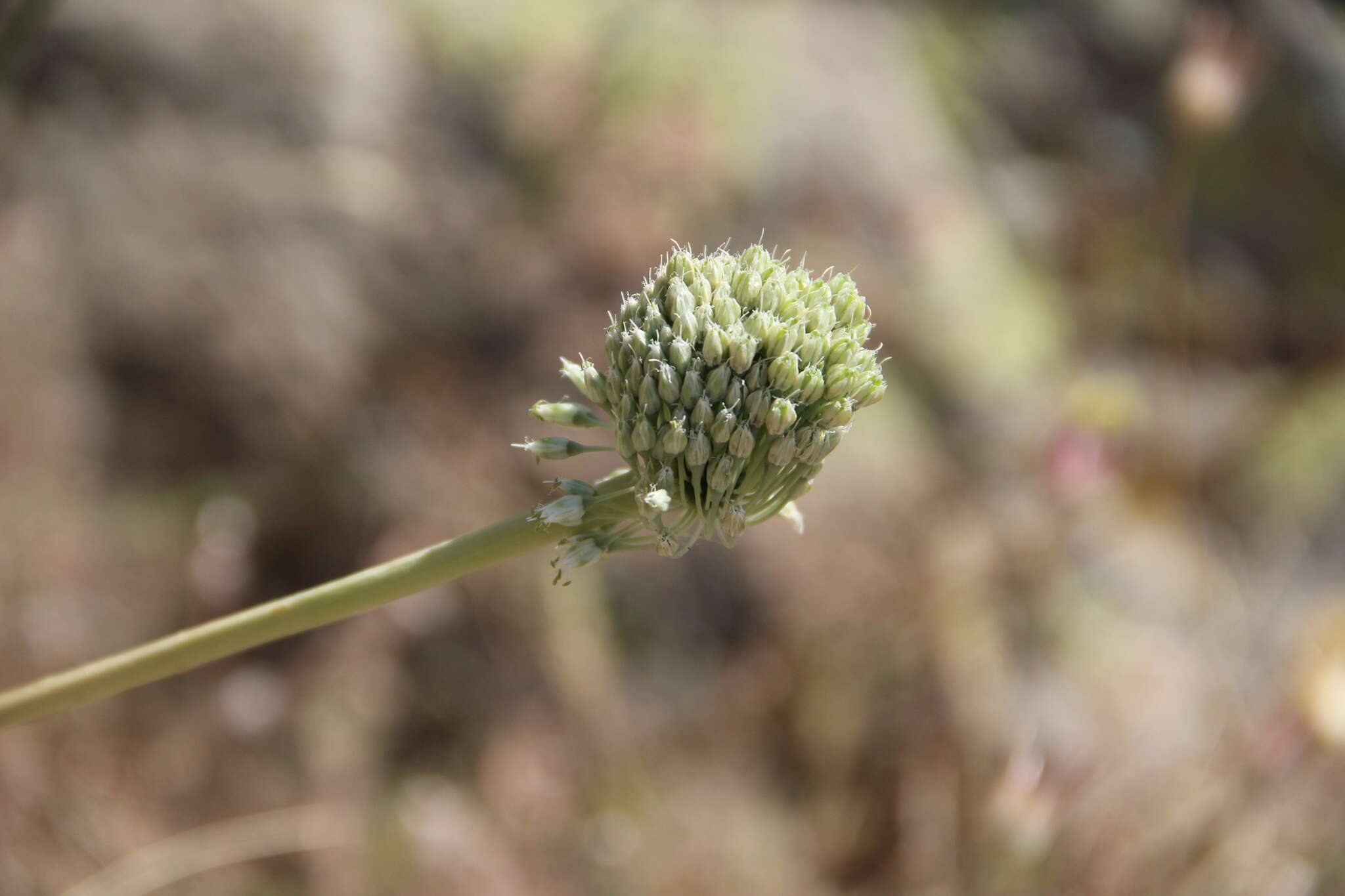 Image of Allium dictyoprasum C. A. Mey. ex Kunth