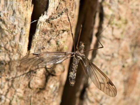 Image of Leptotarsus (Macromastix) cubitalis (Edwards 1923)