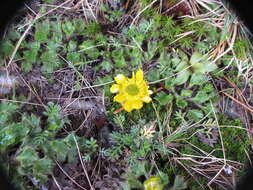 Image de Ranunculus pachyrrhizus Hook. fil.