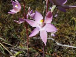 Image of Kath's sun orchid