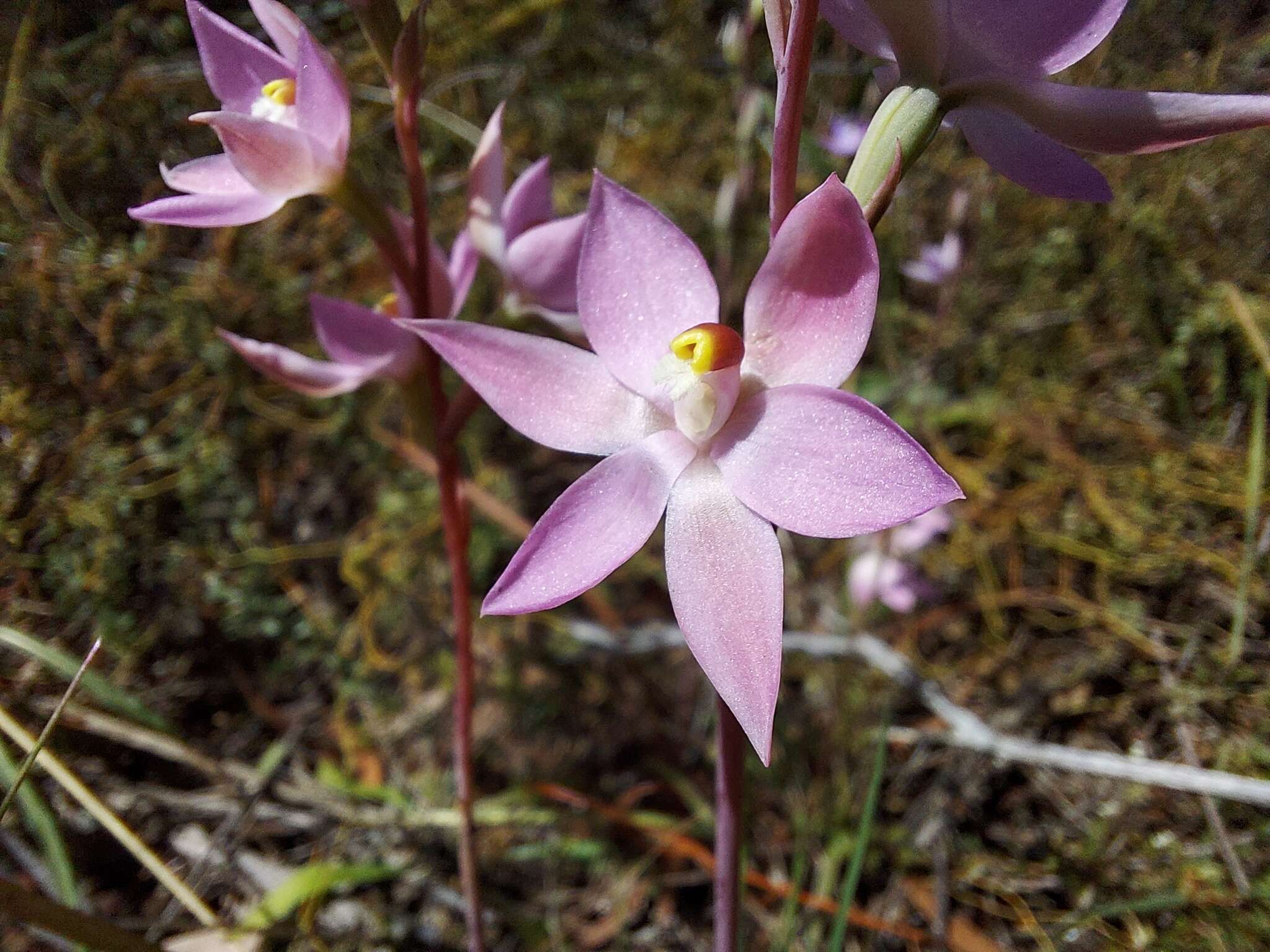 Image of Kath's sun orchid