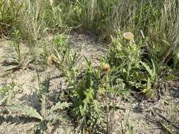 Imagem de <i>Cirsium <i>horridulum</i></i> var. horridulum