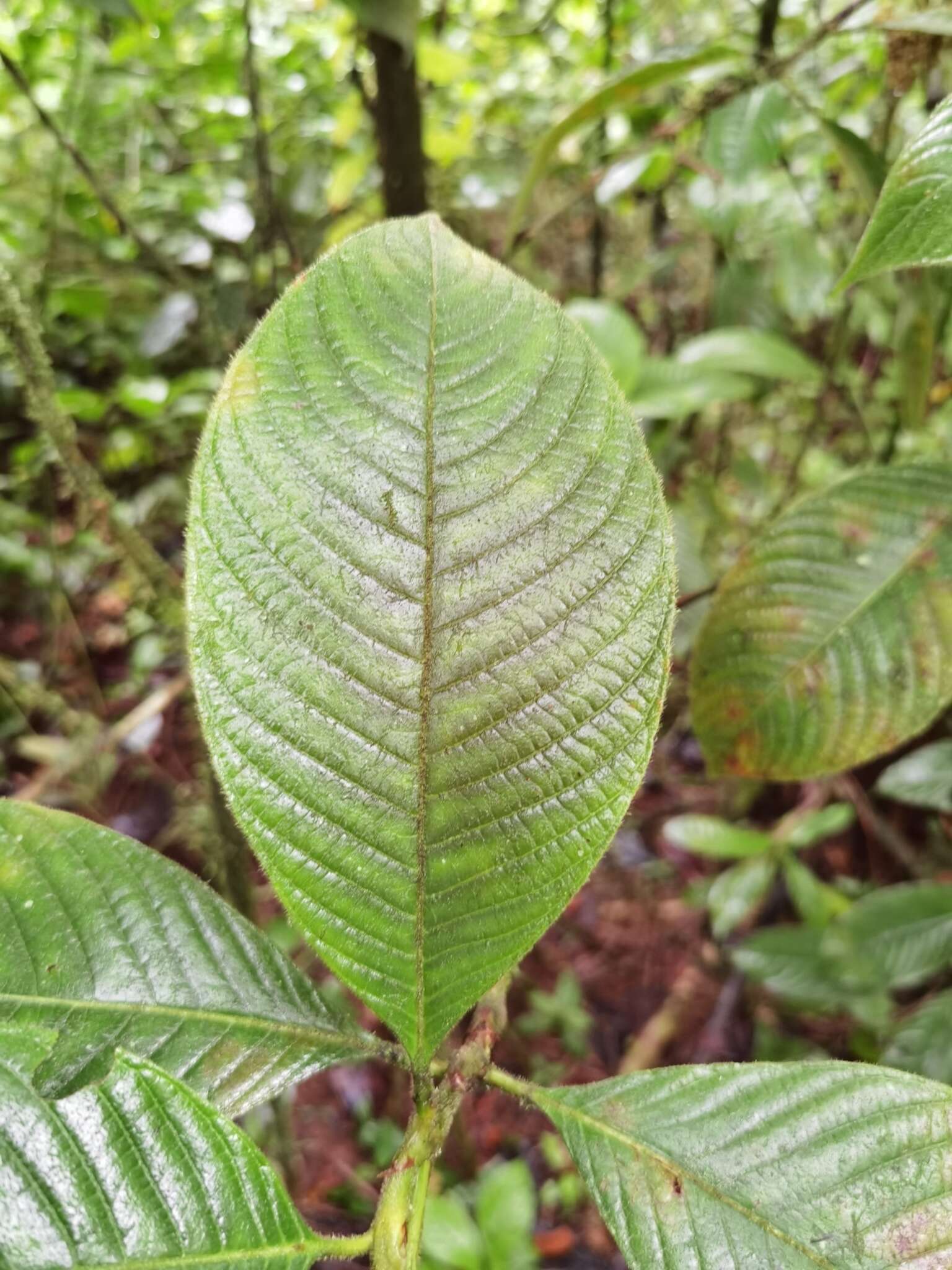 Image of Palicourea pilosa (Ruiz & Pav.) Borhidi