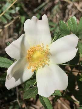 Image of white prairie rose