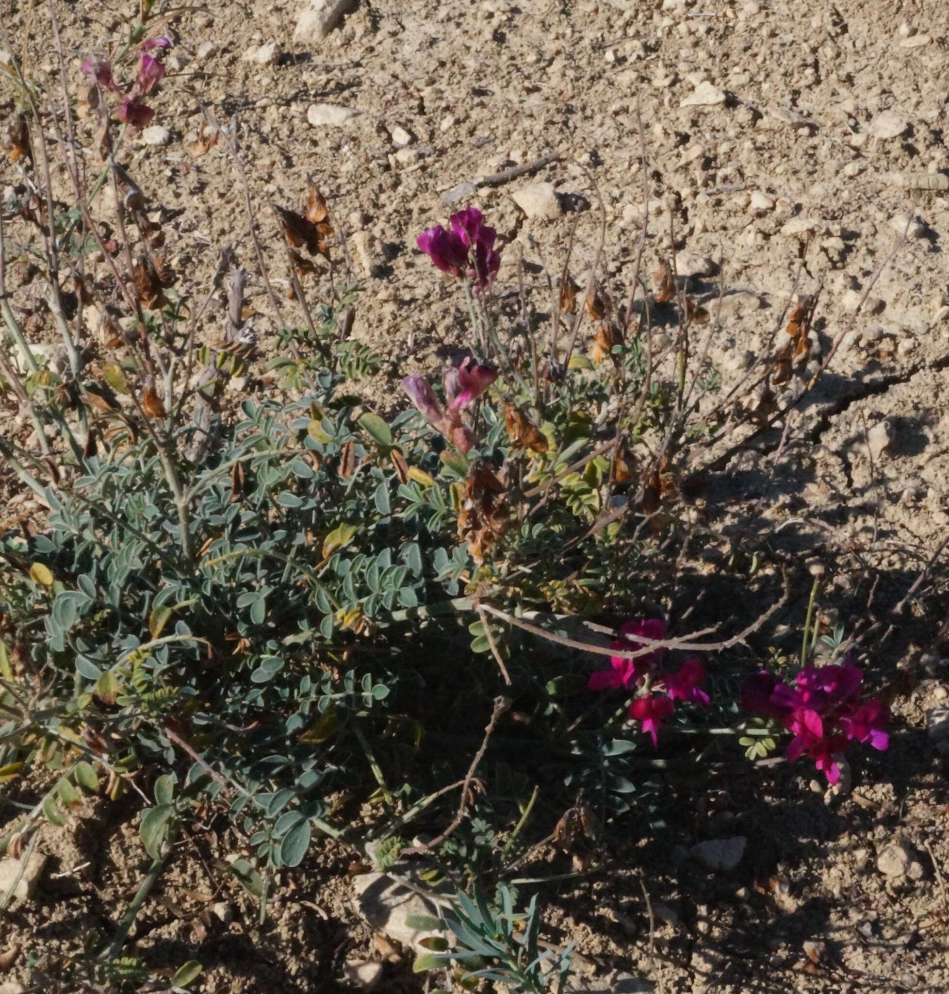 Image de Hedysarum tauricum Willd.