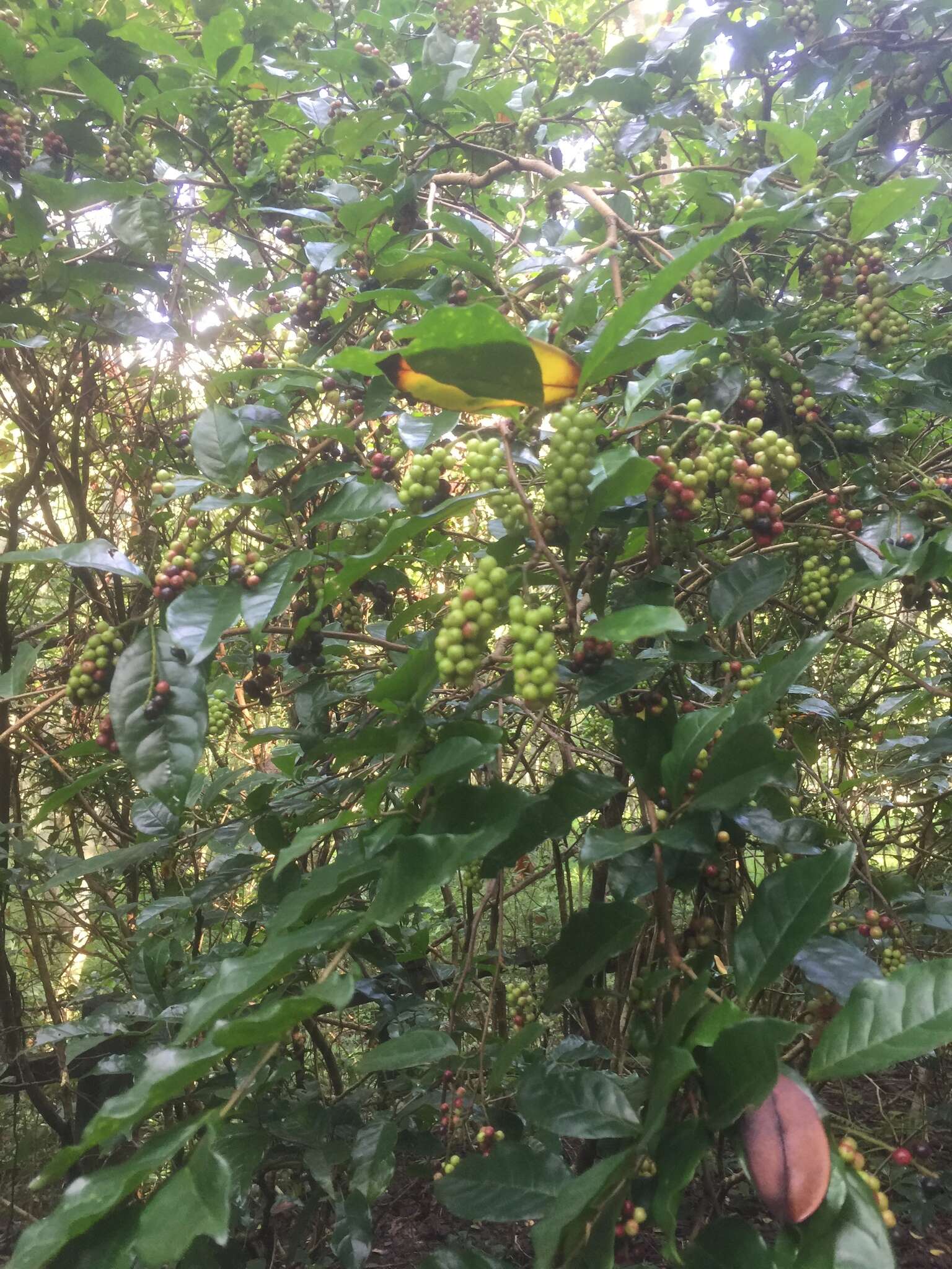 山地五月茶的圖片