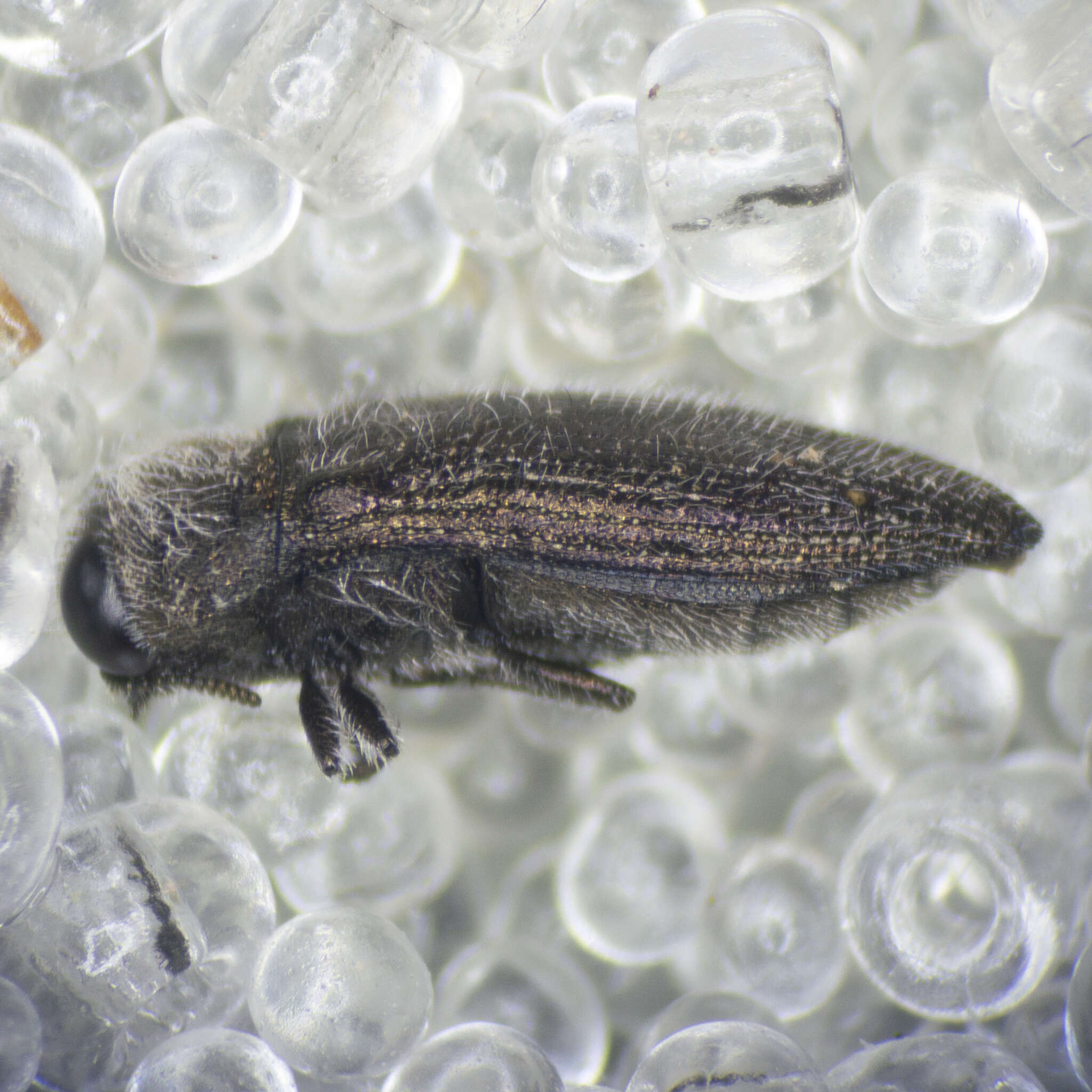 Image of Acmaeodera brevipes Kiesenwetter 1858