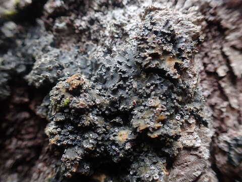 Image of matted lichen