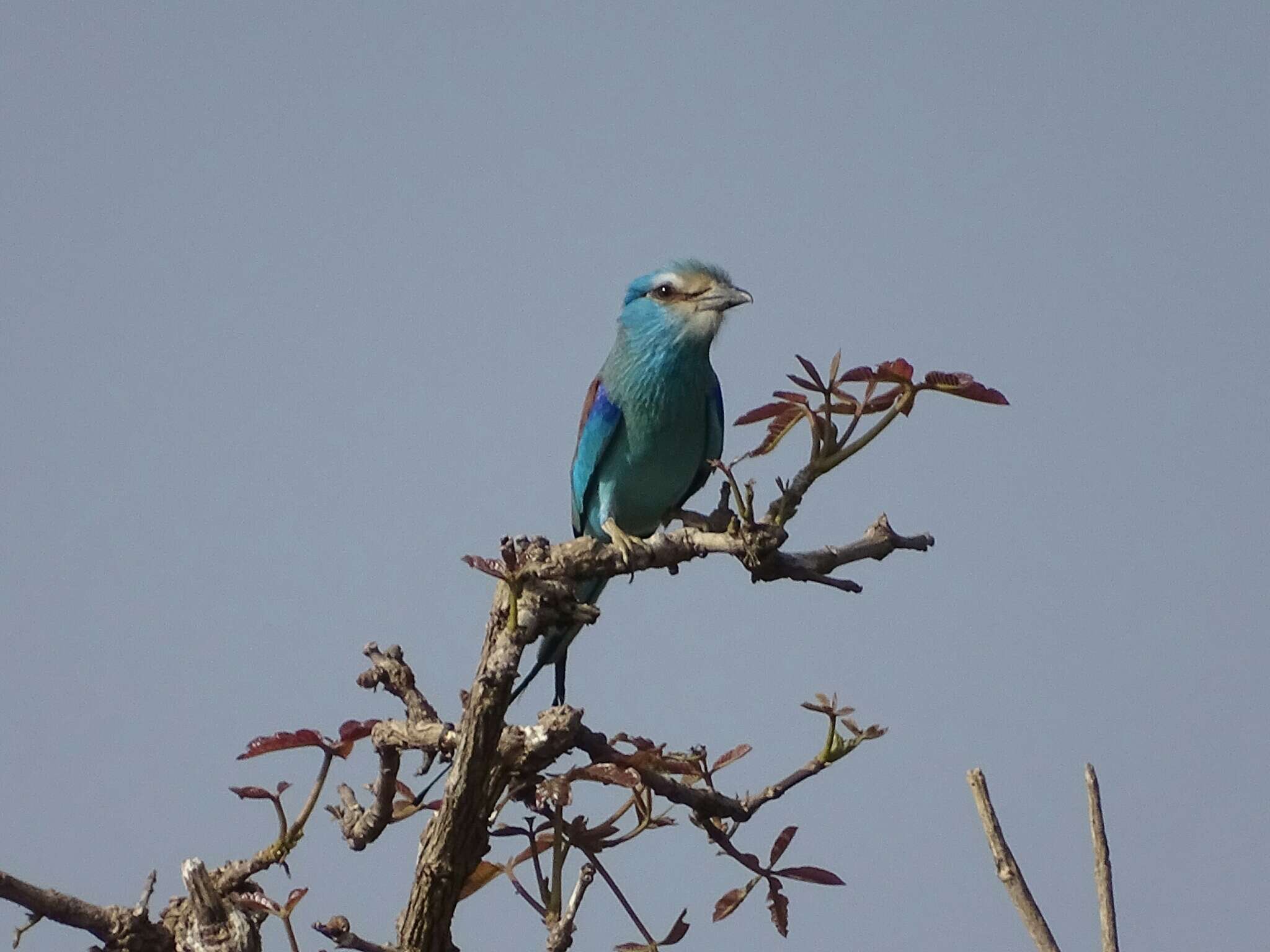 Image of Abyssinian Roller