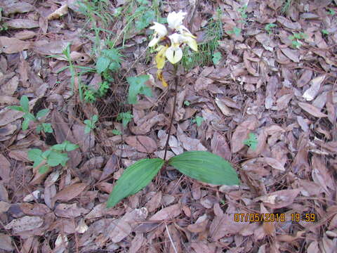 Image of Govenia utriculata (Sw.) Lindl.