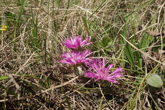 Plancia ëd Psephellus marschallianus (Spreng.) C. Koch