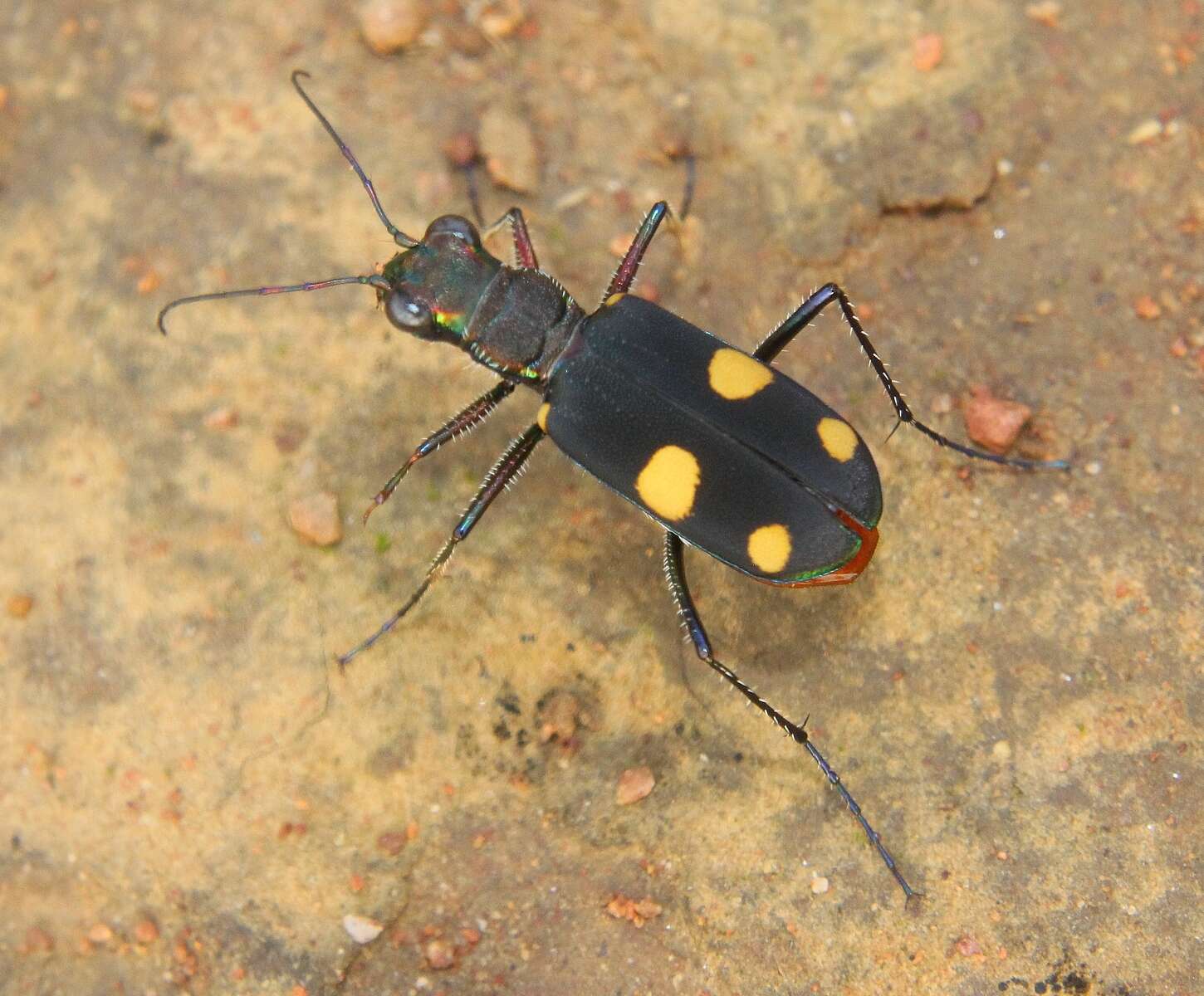 Image of Cicindela (Calochroa) bicolor haemorrhoidalis Wiedemann 1823