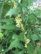 Image of buttonbush dodder