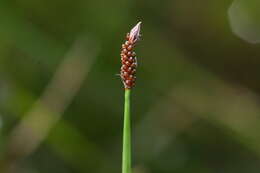 Image of Flat-Stem Spike-Rush