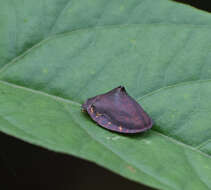 Image of Chelymorpha aculeata Borowiec 2000