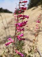 Image of beardtongue