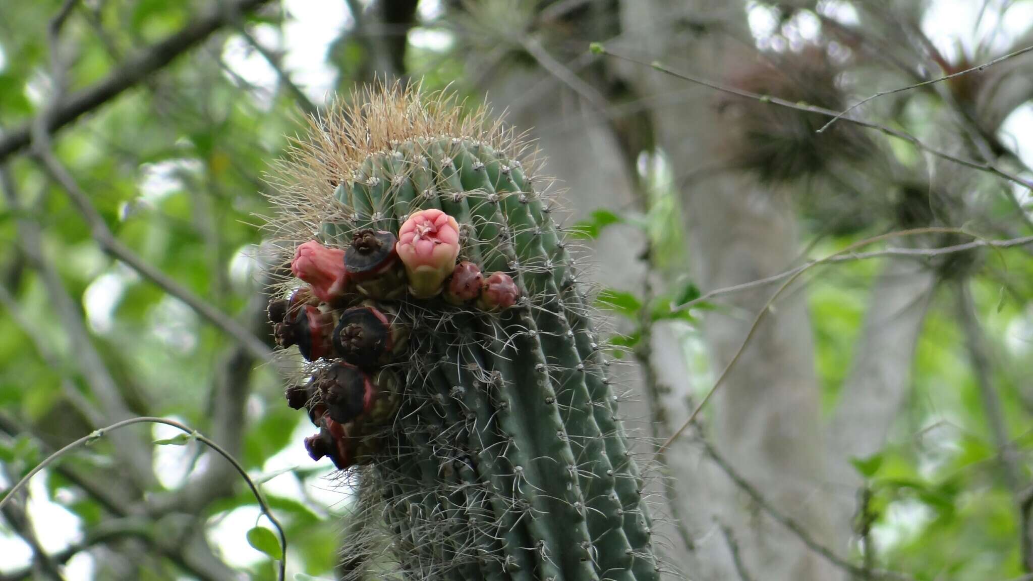 Neobuxbaumia scoparia (Polseg.) Backeb.的圖片