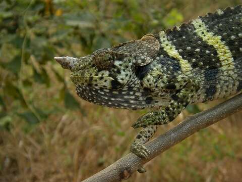 Image of Giant One-Horned Chameleon