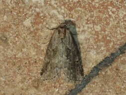 Image of White-lined Graylet