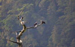 Columba pulchricollis Blyth 1846 resmi