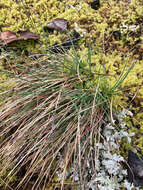 Image of Roemer's fescue