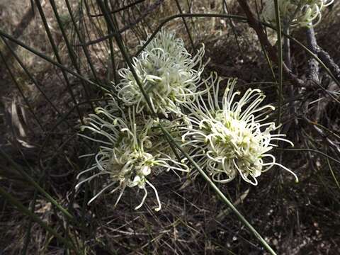 Image of Bootlace oak