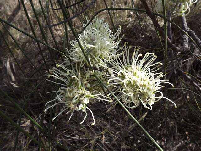 Image de Hakea lorea (R. Br.) R. Br.