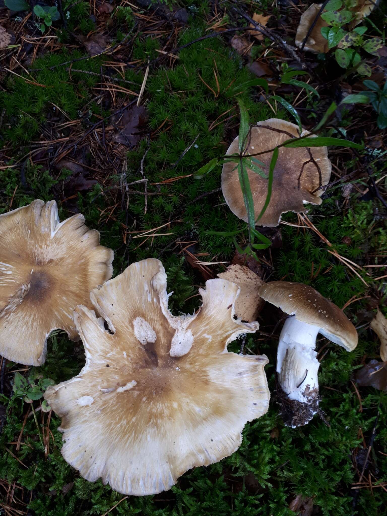 Image of Tricholoma arvernense Bon 1976