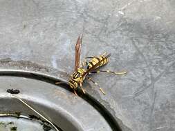 Image of Polistes rothneyi Cameron 1900