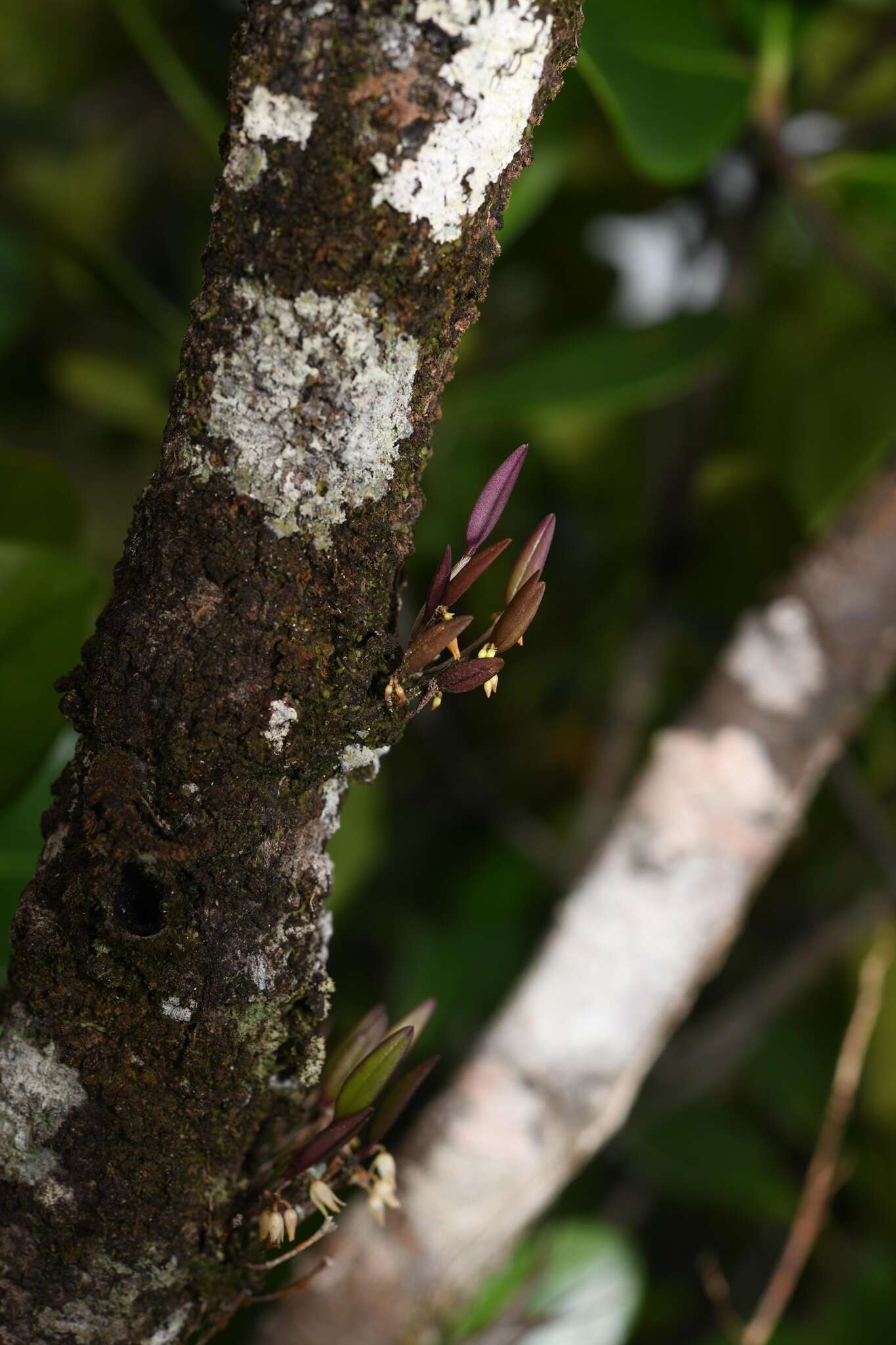 Image of Octomeria exigua C. Schweinf.