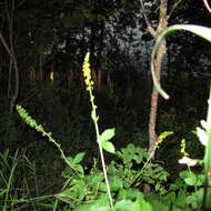 Image of roadside agrimony